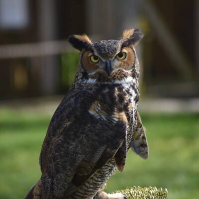 Image for choice number 9