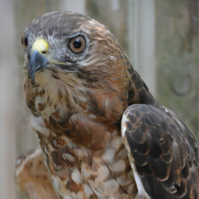 Image for choice number 12