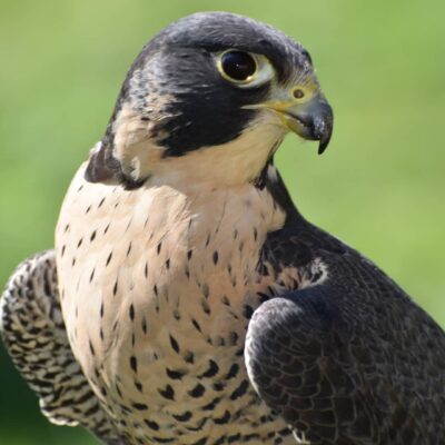 Image for choice number 17