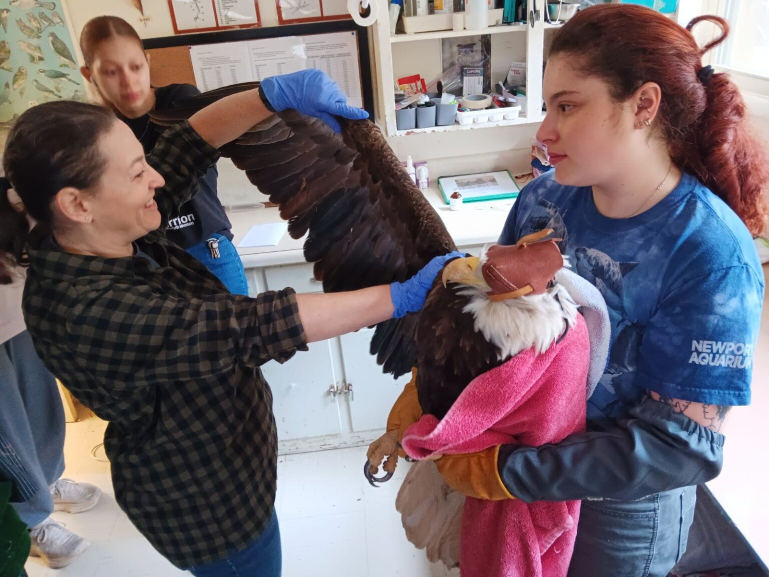 Raptor Center Internship at Glen Helen Nature Preserve