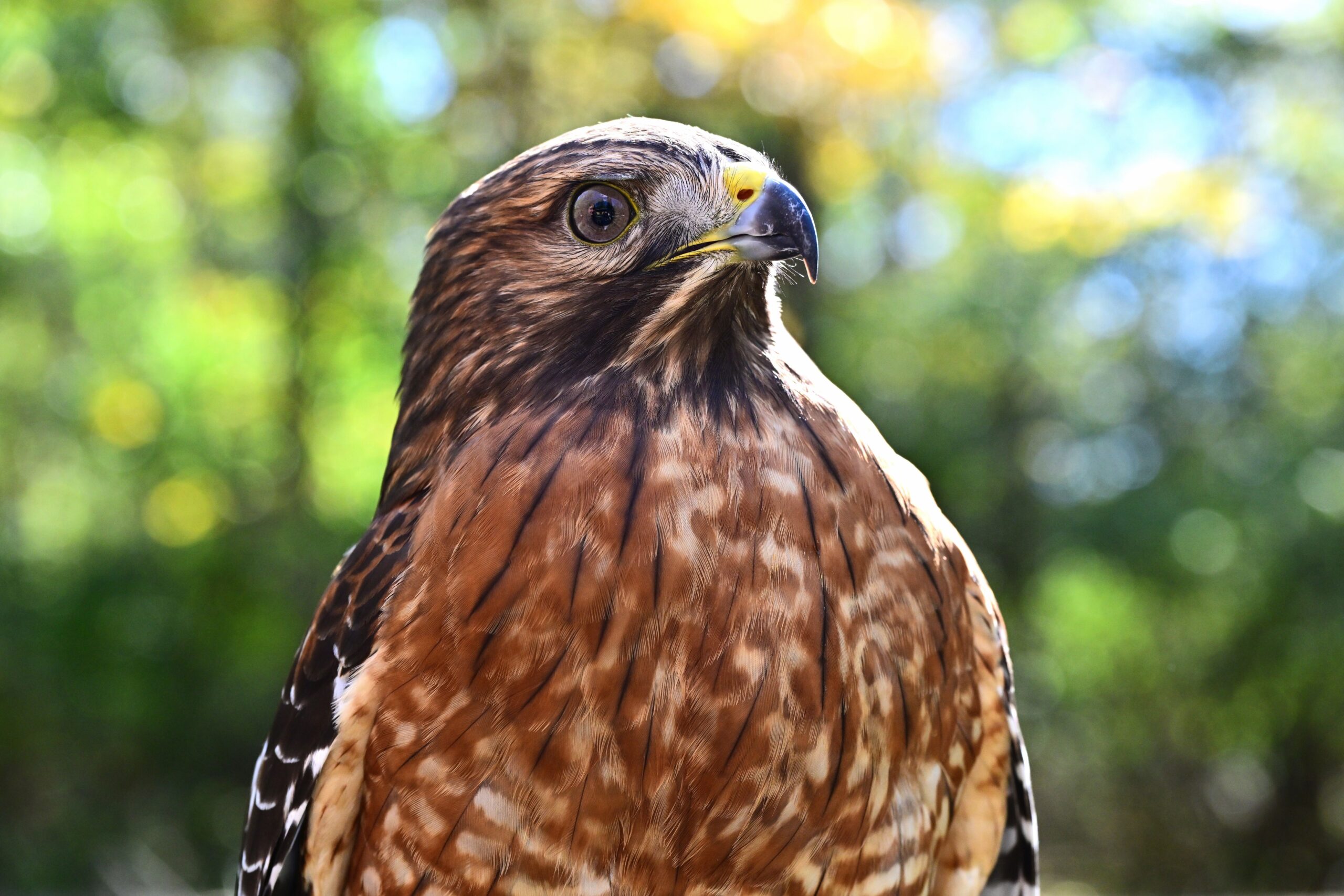 red-shouldered hawk