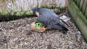 Peregrine falcon with enrichment ball